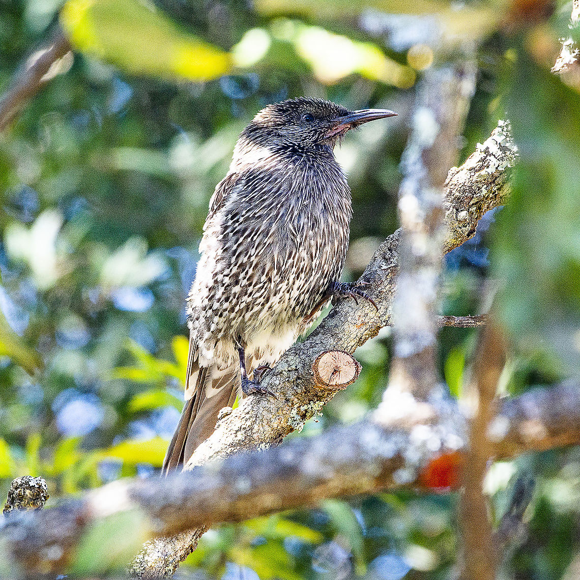 Little Wattlebird  Anthochaera chrysoptera,Australia,Geotagged,Little Wattlebird,Winter