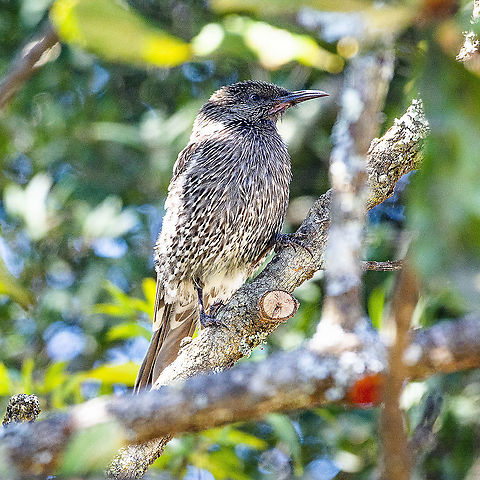 Little Wattlebird  Anthochaera chrysoptera,Australia,Geotagged,Little Wattlebird,Winter