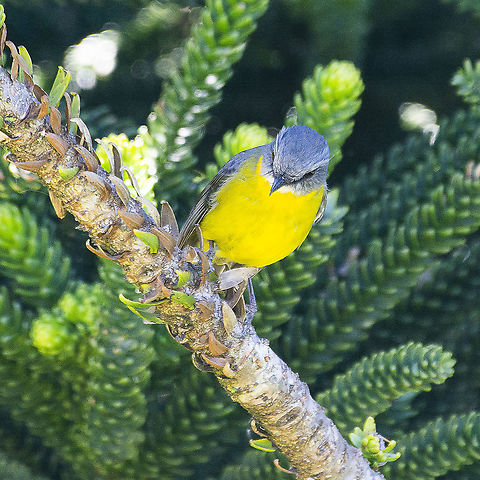 Eastern Yellow Robin  Australia,Eastern Yellow Robin,Eopsaltria australis,Geotagged,Winter