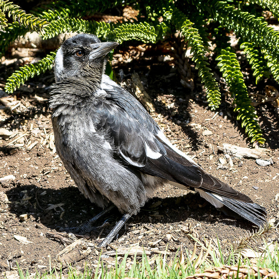 Australian Magpie - Young  Australia,Australian magpie,Geotagged,Gymnorhina tibicen,Winter