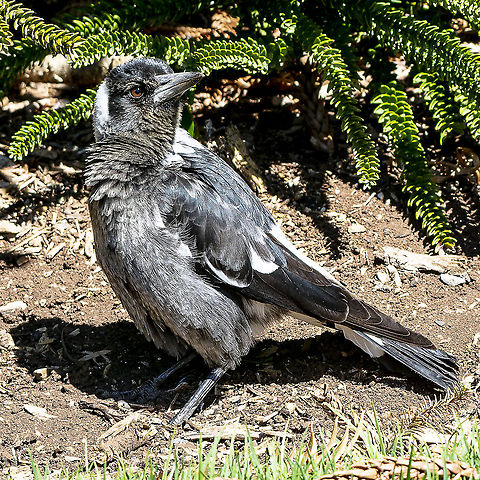 Australian Magpie - Young  Australia,Australian magpie,Geotagged,Gymnorhina tibicen,Winter