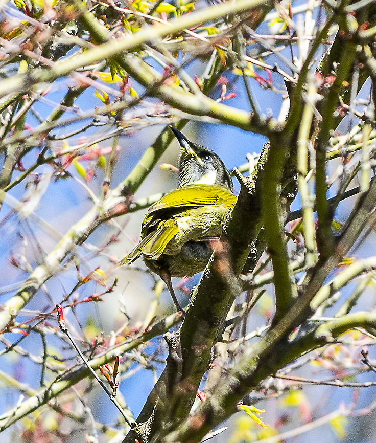Lewins Honeyeater  Lewins honeyeater,Meliphaga lewinii
