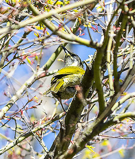 Lewins Honeyeater  Lewins honeyeater,Meliphaga lewinii
