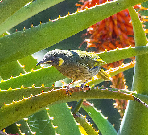 Lewin's Honeyeater  Australia,Geotagged,Lewins honeyeater,Meliphaga lewinii,Winter