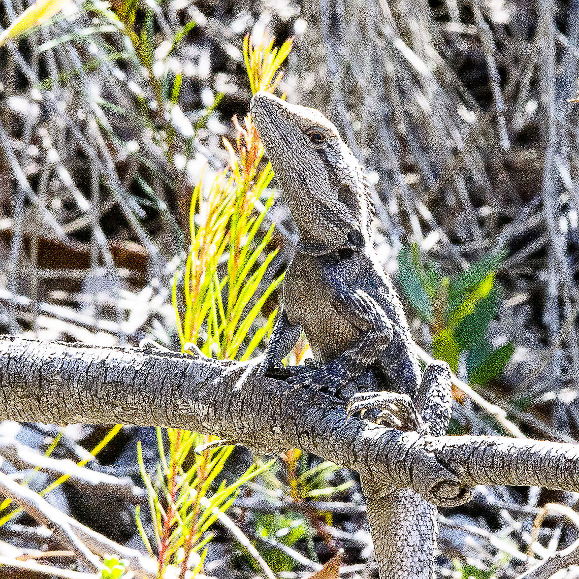 Eastern Water Dragon  Australia,Australian water dragon,Geotagged,Intellagama lesueurii,Winter