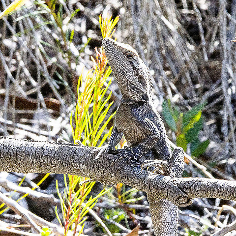 Eastern Water Dragon  Australia,Australian water dragon,Geotagged,Intellagama lesueurii,Winter