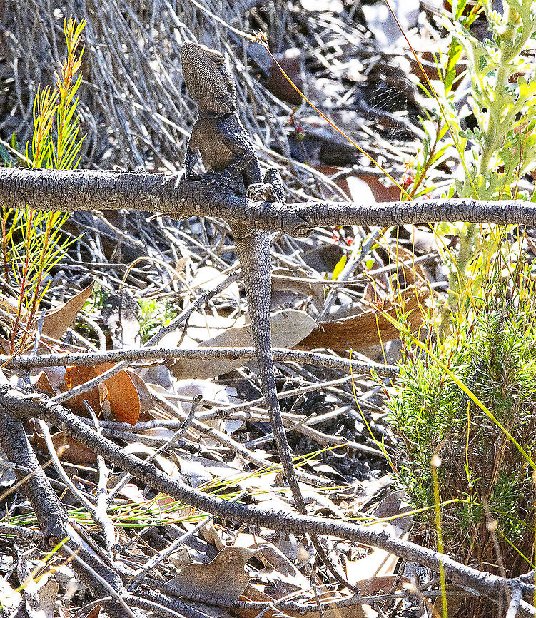 Eastern Water Dragon  Australia,Australian water dragon,Geotagged,Intellagama lesueurii,Winter