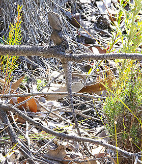 Eastern Water Dragon  Australia,Australian water dragon,Geotagged,Intellagama lesueurii,Winter