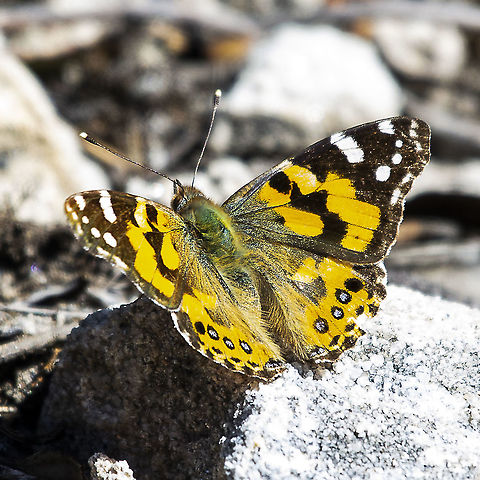 Vanessa kershawi - Australian Painted Lady The adult butterflies have a wing span around 5 cms. The adult males and females are similar in appearance. The forewing above is black with orange-red markings, and has four white dots near the apex, and a white bar running inward from the costa. The hindwing above is orange with three or four blue-centred eyespots arranged along a subterminal line. 

lepidoptera.butterflyhouse.com.au/nymp/kershawi-v.html Australia,Australian painted lady,Geotagged,Vanessa (Cynthia) kershawi,Vanessa kershawi,Winter