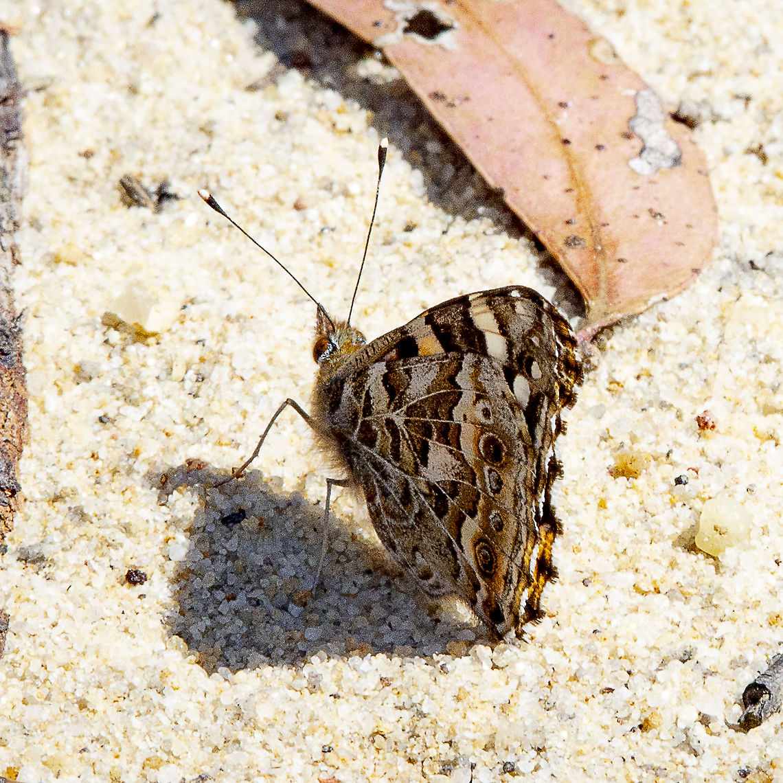 Australian Painted Lady  Australia,Australian painted lady,Geotagged,Vanessa (Cynthia) kershawi,Winter