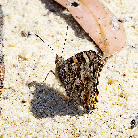 Australian Painted Lady  Australia,Australian painted lady,Geotagged,Vanessa (Cynthia) kershawi,Winter