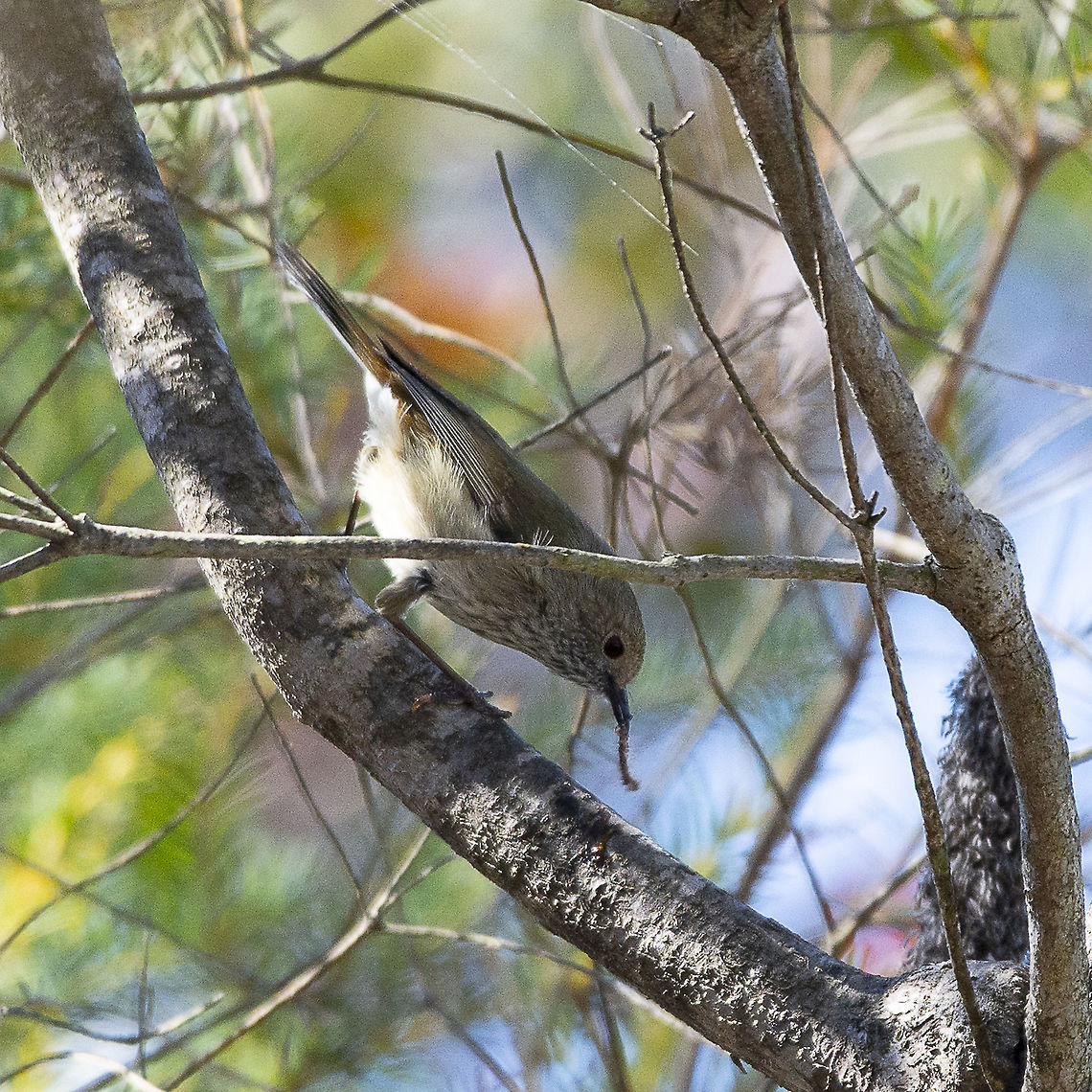 Brown Thornbill  Acanthiza pusilla,Australia,Brown thornbill,Geotagged,Winter