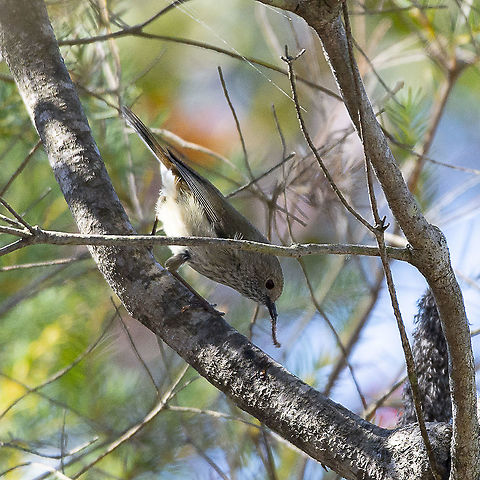 Brown Thornbill  Acanthiza pusilla,Australia,Brown thornbill,Geotagged,Winter