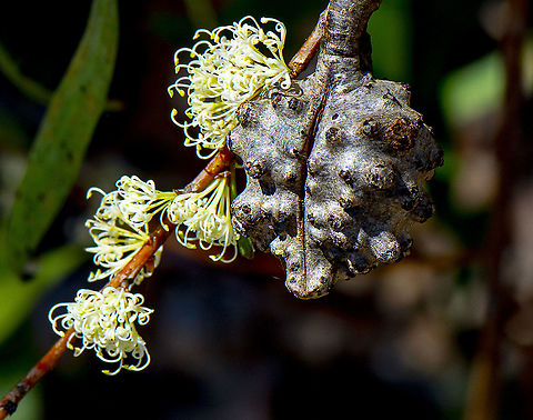 Hakea  Australia,Erect Hakea,Geotagged,Hakea carinata,Hakea sericea,Silky hakea,Spring