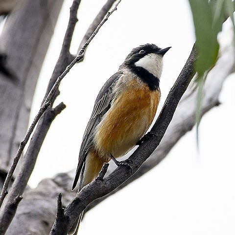 Rufous Whistler  Australia,Geotagged,Pachycephala rufiventris,Rufous whistler,Spring