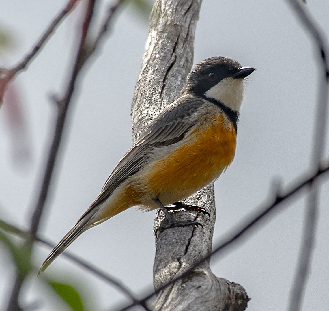 Rufous Whistler  Australia,Geotagged,Pachycephala rufiventris,Rufous whistler,Spring