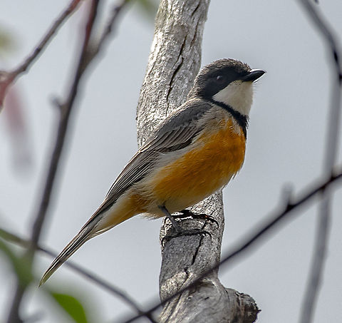 Rufous Whistler  Australia,Geotagged,Pachycephala rufiventris,Rufous whistler,Spring