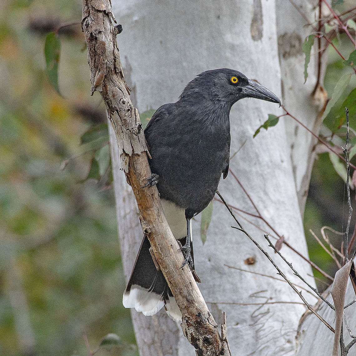 Pied Currawong  Australia,Geotagged,Pied Currawong,Spring,Strepera graculina