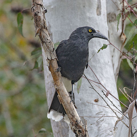 Pied Currawong  Australia,Geotagged,Pied Currawong,Spring,Strepera graculina