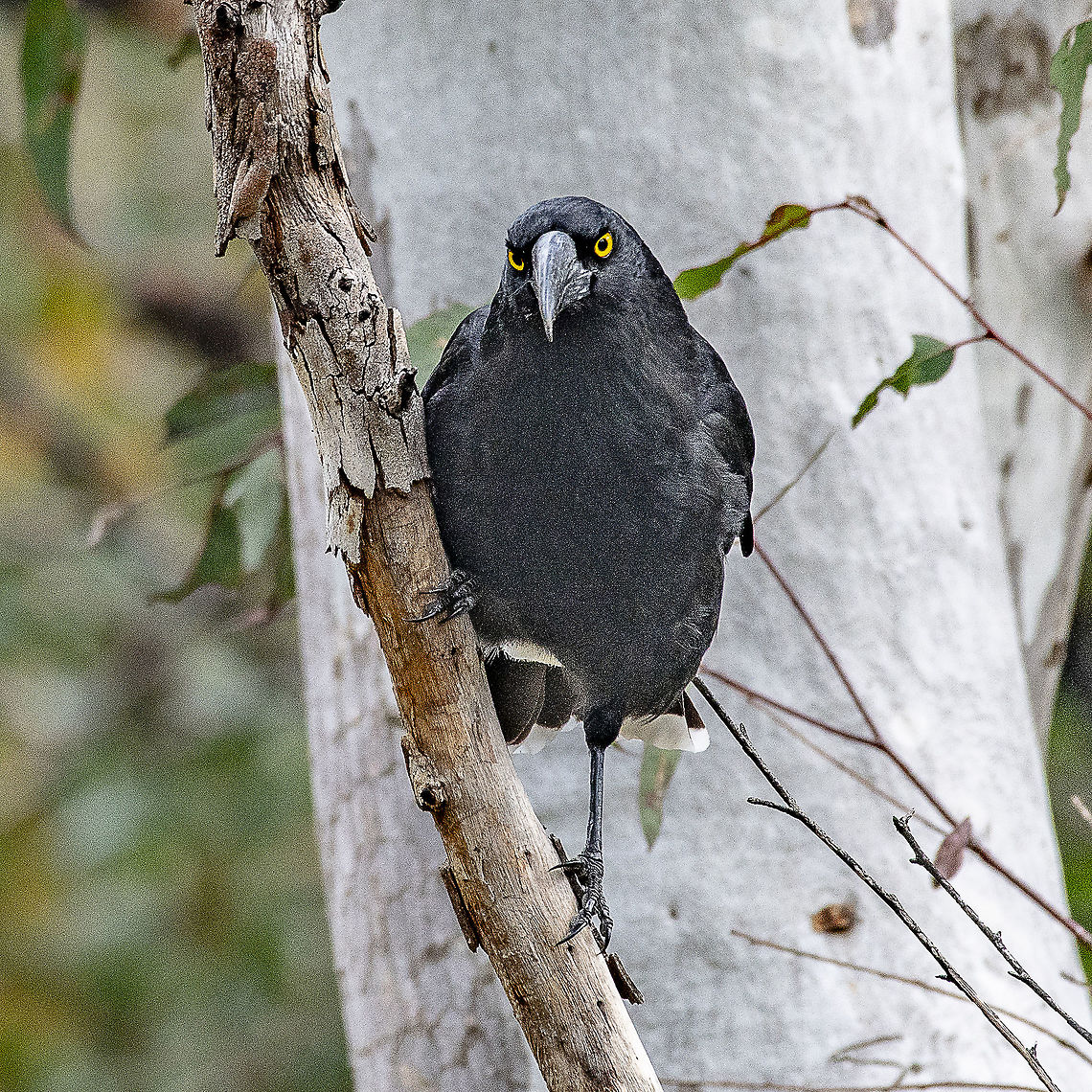 Pied Currawong  Australia,Geotagged,Pied Currawong,Spring,Strepera graculina