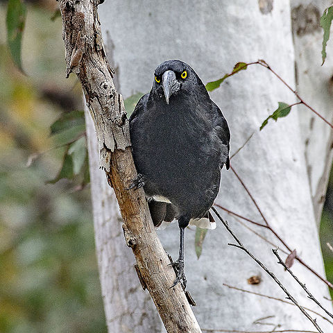 Pied Currawong  Australia,Geotagged,Pied Currawong,Spring,Strepera graculina