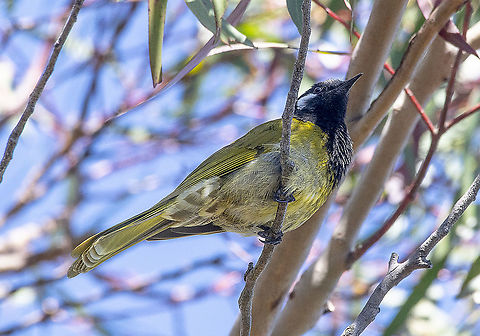 White-eared honeyeater  Australia,Geotagged,Nesoptilotis leucotis,Spring,White-eared honeyeater