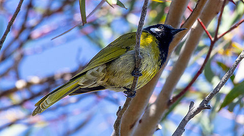 White-eared Honeyeater  Australia,Geotagged,Nesoptilotis leucotis,Spring,White-eared honeyeater