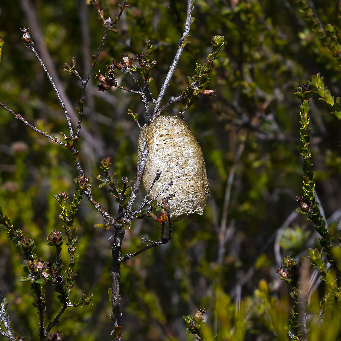 Praying Mantis - Ootheca  Australia,Australian Green Mantis,Geotagged,Orthodera ministralis,Spring