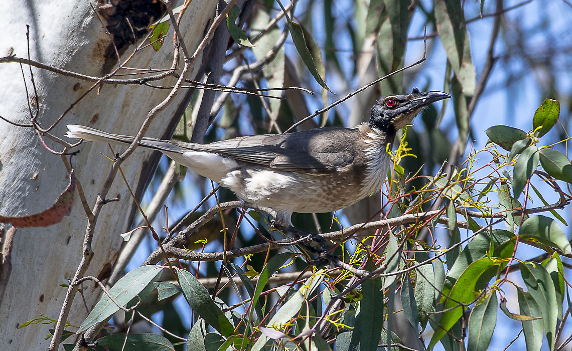 Noisy Friarbird  Australia,Fall,Geotagged,Noisy friarbird,Philemon corniculatus,Spring