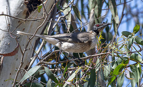 Noisy Friarbird  Australia,Fall,Geotagged,Noisy friarbird,Philemon corniculatus,Spring