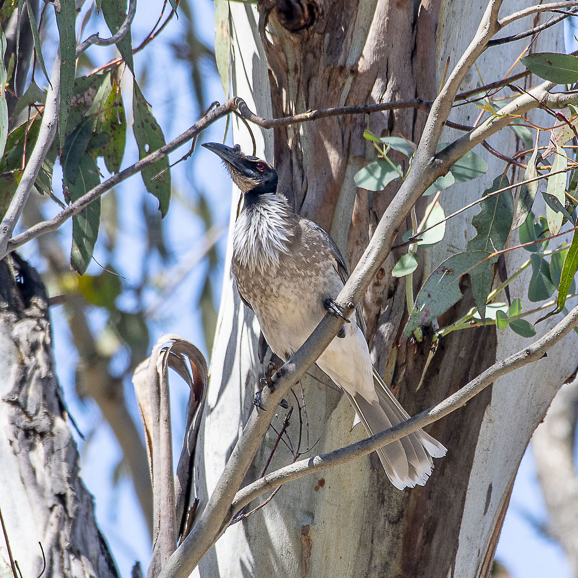 Noisy Friarbird  Australia,Geotagged,Noisy friarbird,Philemon corniculatus,Spring