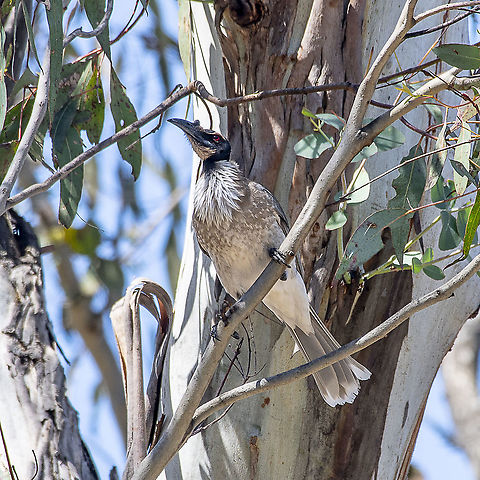 Noisy Friarbird  Australia,Geotagged,Noisy friarbird,Philemon corniculatus,Spring