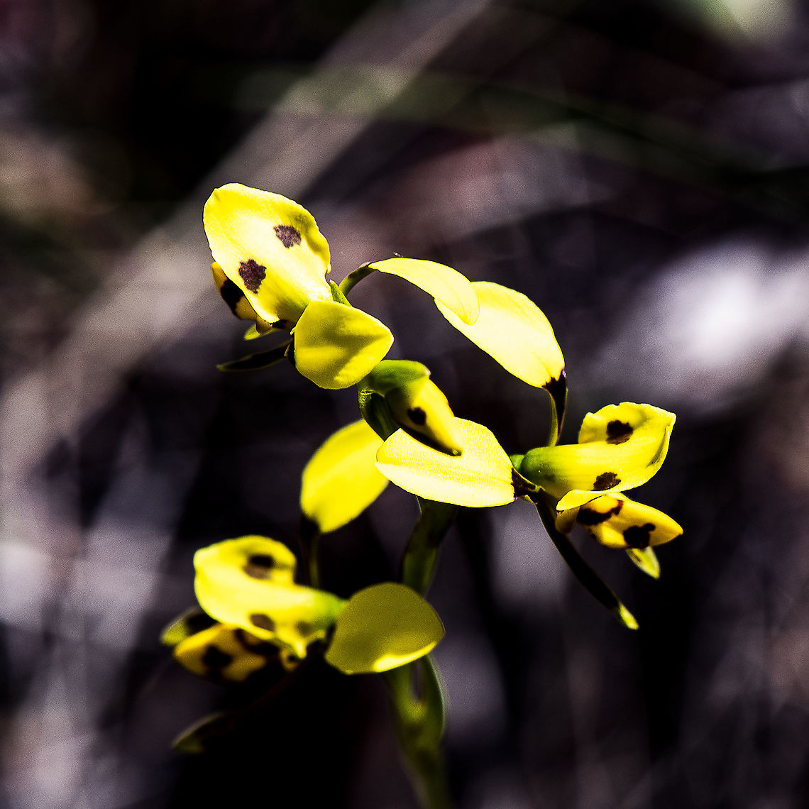 Diuris sulphurea  Australia,Diuris sulphurea,Geotagged,Grammatophyllum speciosum,Spring,Tiger Orchid,Tiger orchid