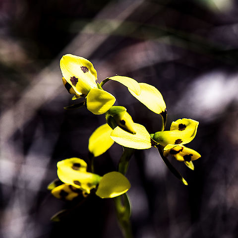 Diuris sulphurea  Australia,Diuris sulphurea,Geotagged,Grammatophyllum speciosum,Spring,Tiger Orchid,Tiger orchid