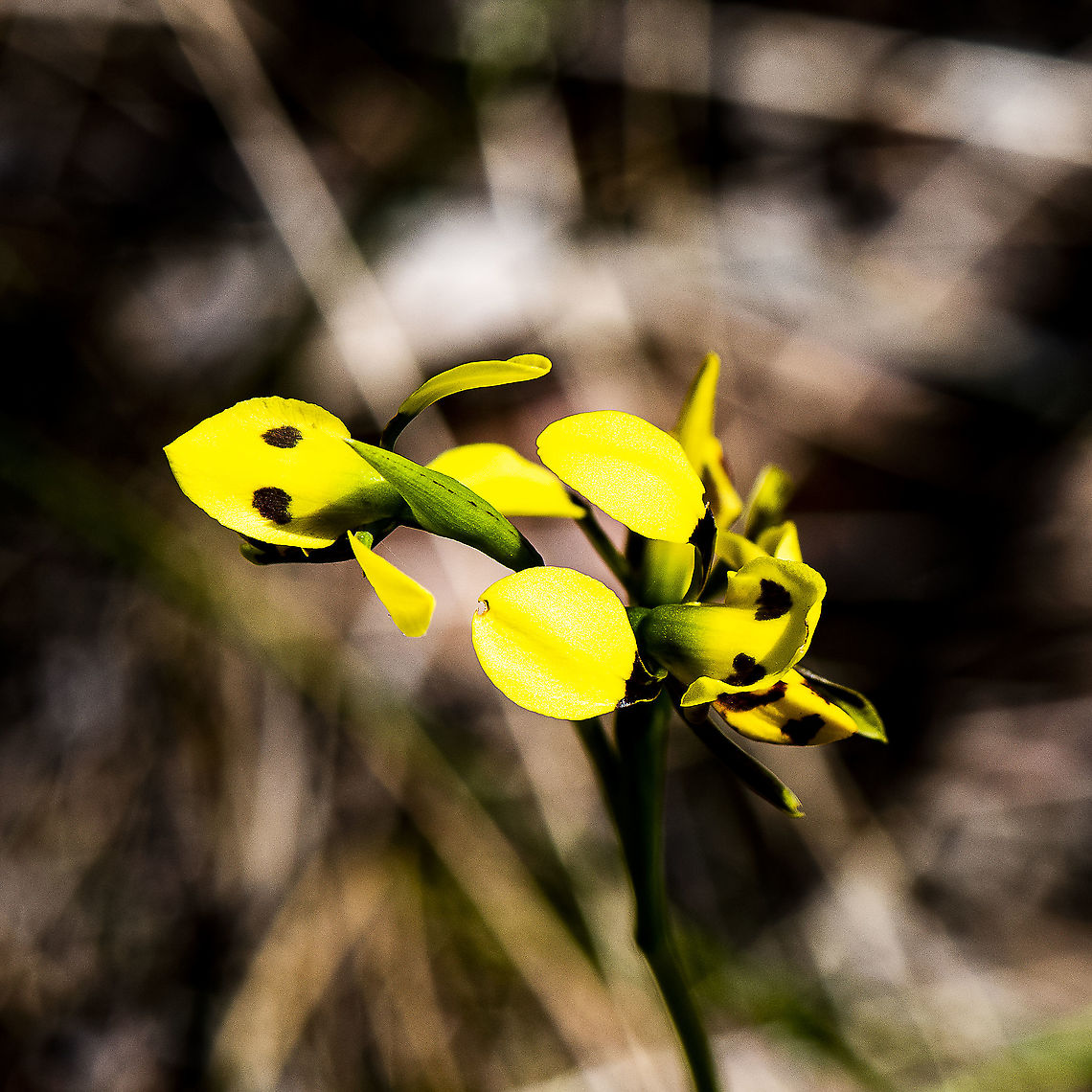 Diuris sulphurea  Australia,Diuris sulphurea,Geotagged,Spring,Tiger orchid