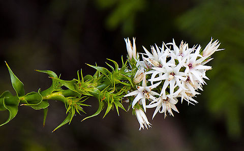 Pink Swamp Heath  Australia,Geotagged,Pink Swamp Heath,Sprengelia incarnata,Spring