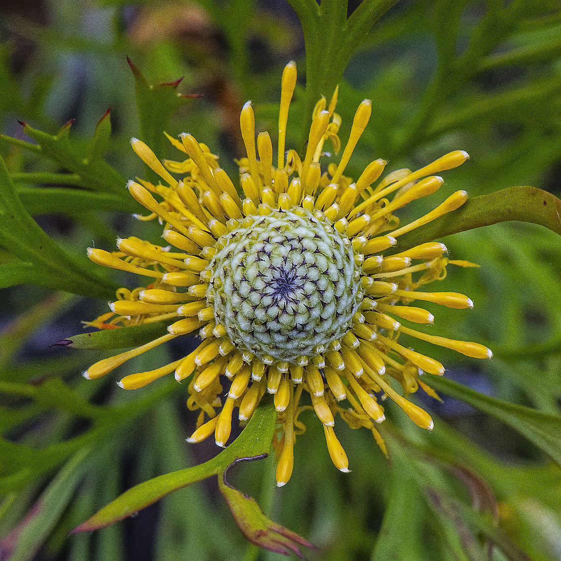 Isopogon Petiolaris  Australia,Geotagged,Isopogon petiolaris,Spring