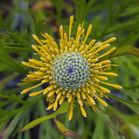 Isopogon Petiolaris Australia,Geotagged,Isopogon petiolaris,Spring