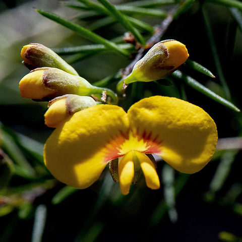 Pea - Dillwynia Elegans  Australia,Dillwynia elegans,Geotagged,Spring
