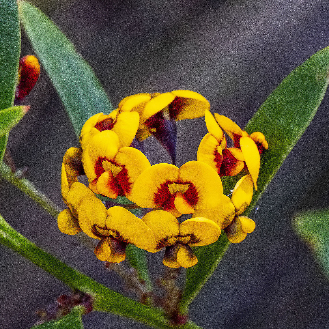 Clustered Bitter-pea - Daviesia corymbosa  Australia,Daviesia corymbosa,Geotagged,Spring,narrow leaf bitter pea