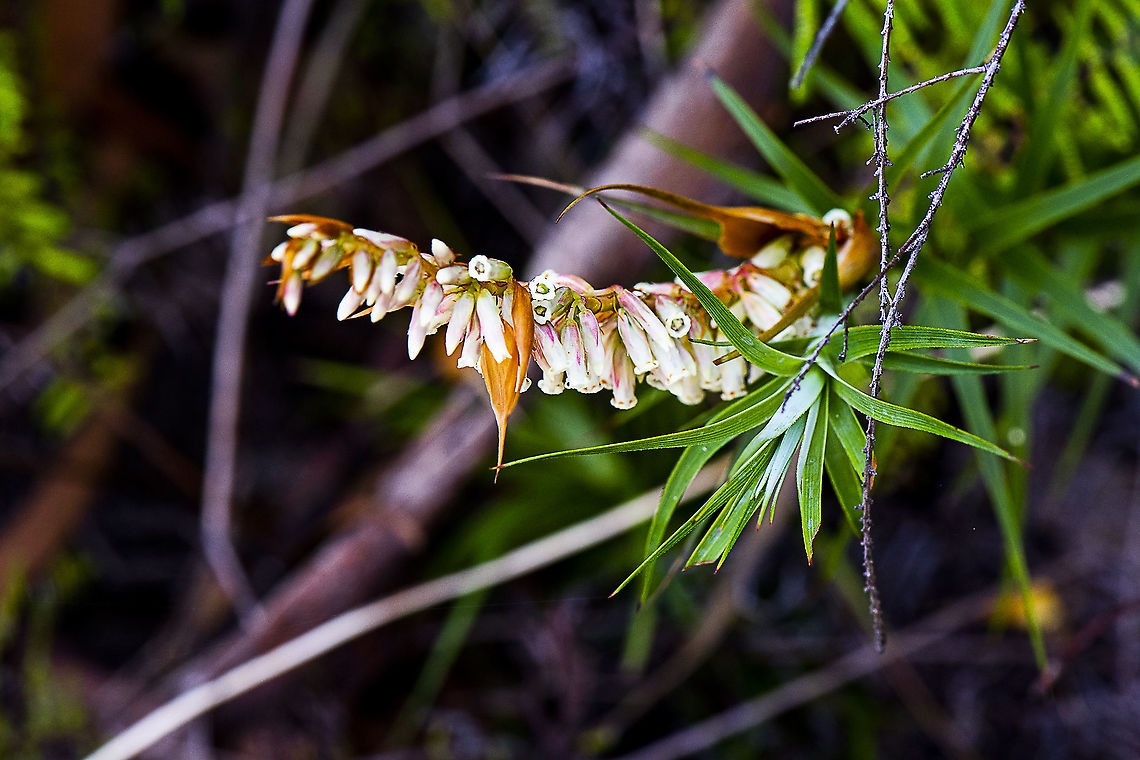 Necklace Heath - Dracophyllum secundum  Australia,Dracophyllum secundum,Geotagged,Spring