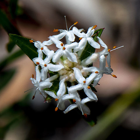 Pimelea Linifolia  ssp linoides  Australia,Geotagged,Pimelea linifolia,Queen-of-the-bush,Spring
