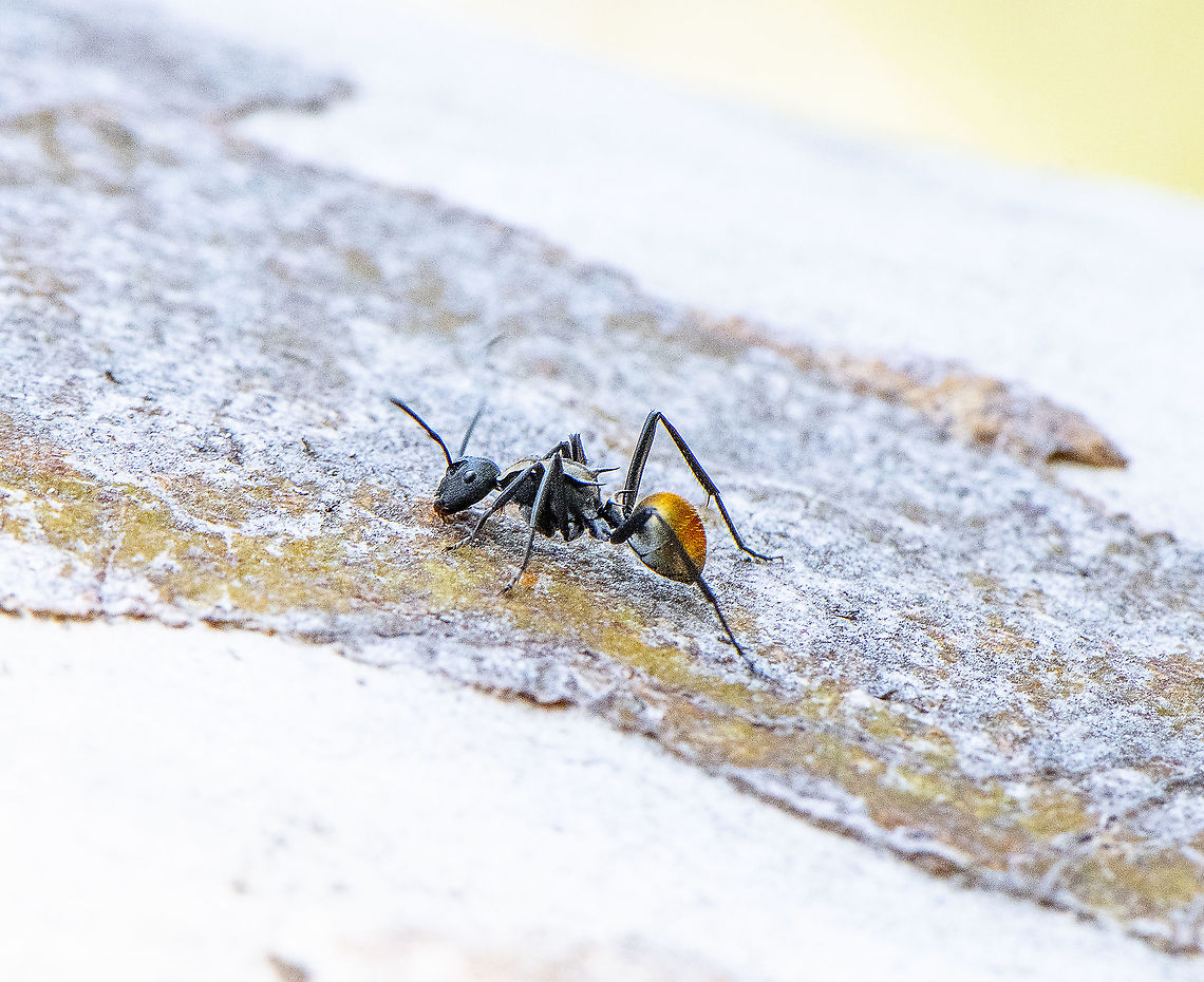 Golden-tailed Spiny Ant he Golden-tailed Spiny Ant, Polyrhachis ammon (length 6-8 mm) is one of several spiny ants with a bright golden gaster. The mesosoma has only one pair of strong spines at the rear. This species is common in open forest and woodland in coastal eastern Australia from north Queensland to Victoria. It nests in the ground under rocks and logs.<br />
<br />
<a href="https://www.qm.qld.gov.au/Explore/Find+out+about/Animals+of+Queensland/Insects/Ants/Common+species/Spiny+Ants" rel="nofollow">https://www.qm.qld.gov.au/Explore/Find+out+about/Animals+of+Queensland/Insects/Ants/Common+species/Spiny+Ants</a> Armed Spiny Ant,Australia,Geotagged,Polyrhachis ammon,Polyrhachis armata,Spring