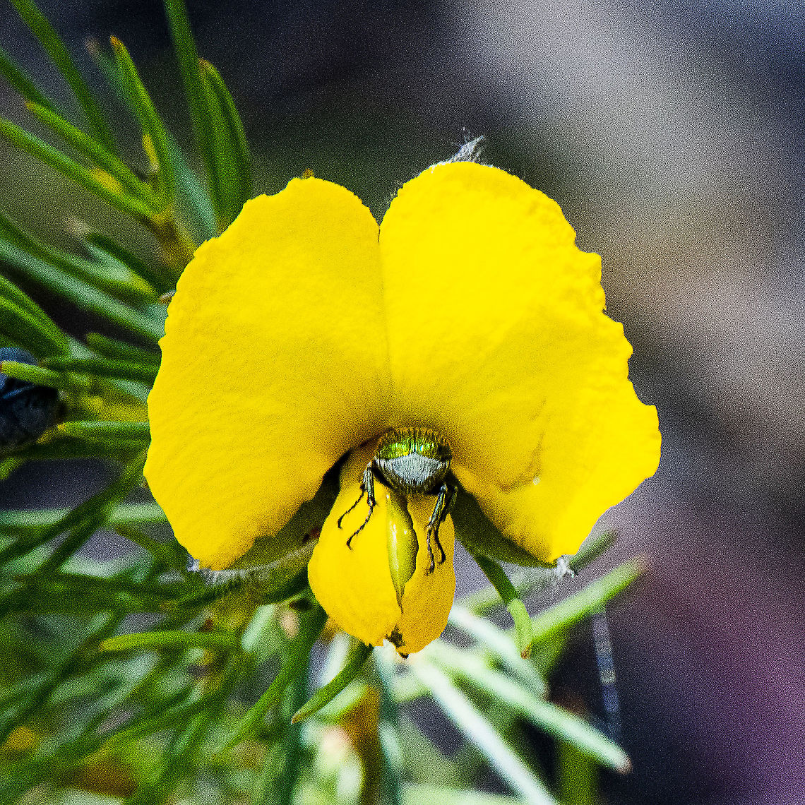 Large Wedge-Pea - Gompholobium grandiflorum Quite wedged Gompholobium grandiflorum,Large wedge-pea