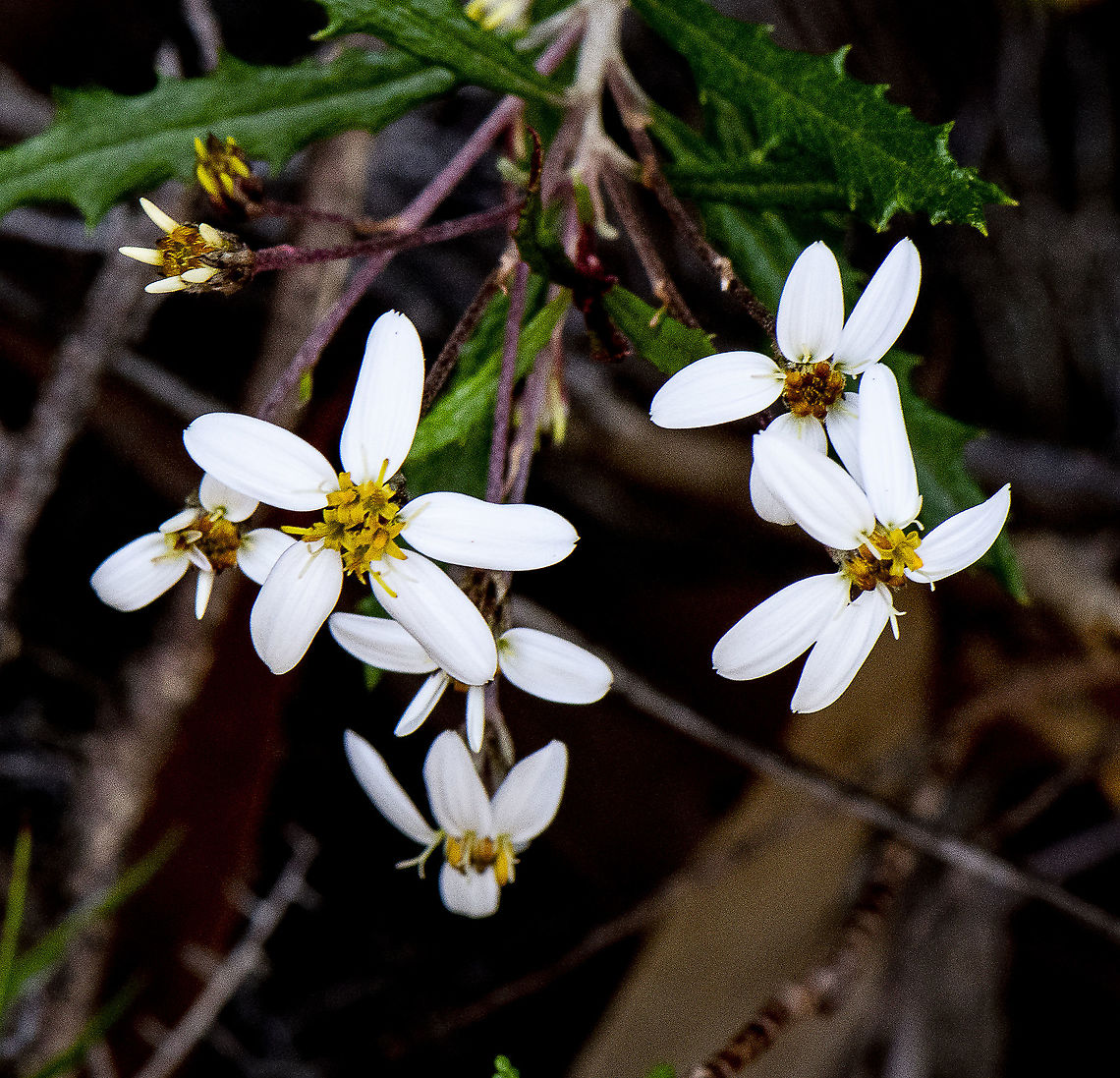 Silky Daisy Bush - Olearia erubescens  Australia,Geotagged,Moth daisy-bush,Olearia erubescens,Spring