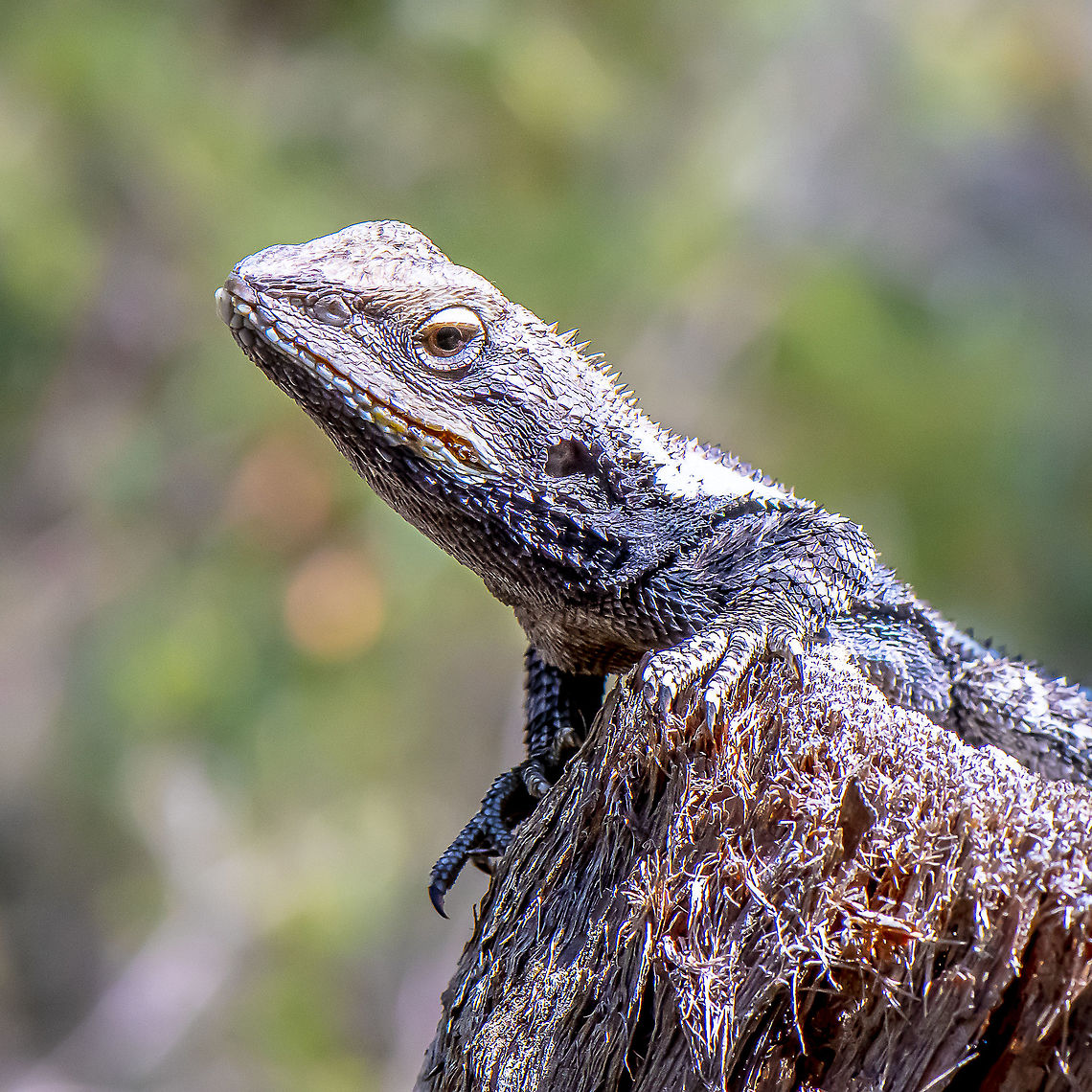 Eastern Water Dragon - Physignathus lesueurii Juvenile  believe Australia,Australian water dragon,Geotagged,Intellagama lesueurii,Spring