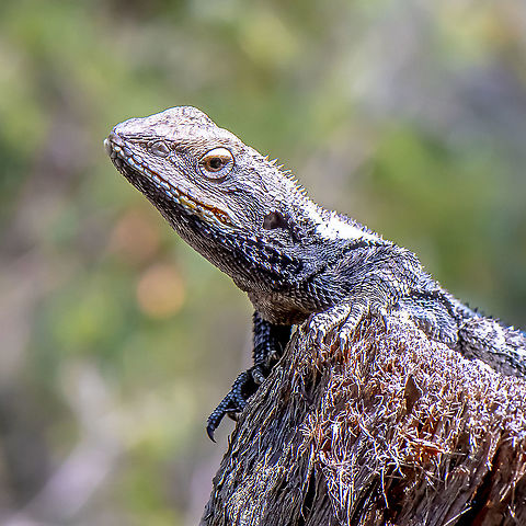 Eastern Water Dragon - Physignathus lesueurii Juvenile  believe Australia,Australian water dragon,Geotagged,Intellagama lesueurii,Spring