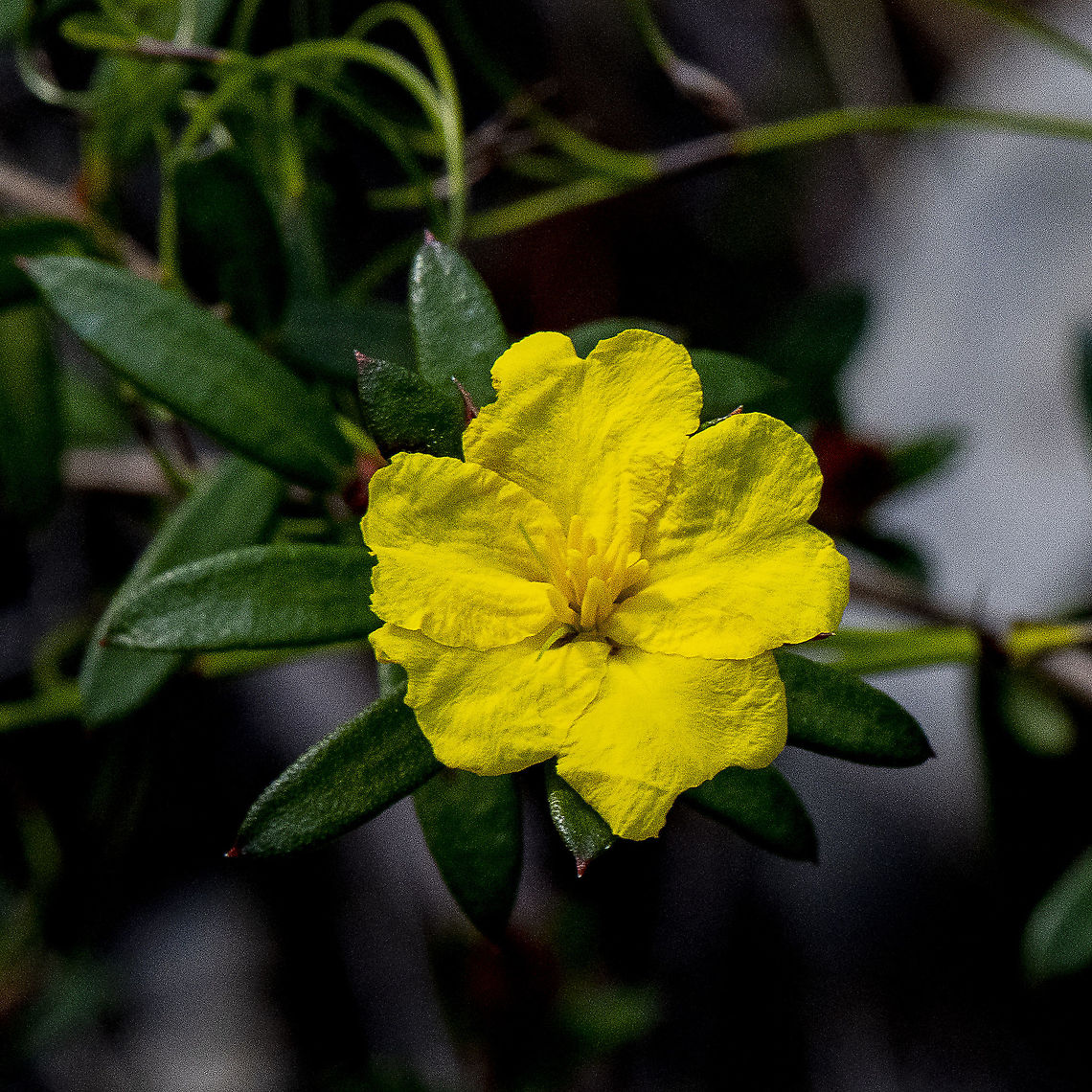 Blue Mountains Guinea Flower - Hibbertia Braceata  Australia,Geotagged,Hibbertia bracteata,Hibertia Bracteata,Spring