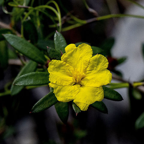 Blue Mountains Guinea Flower