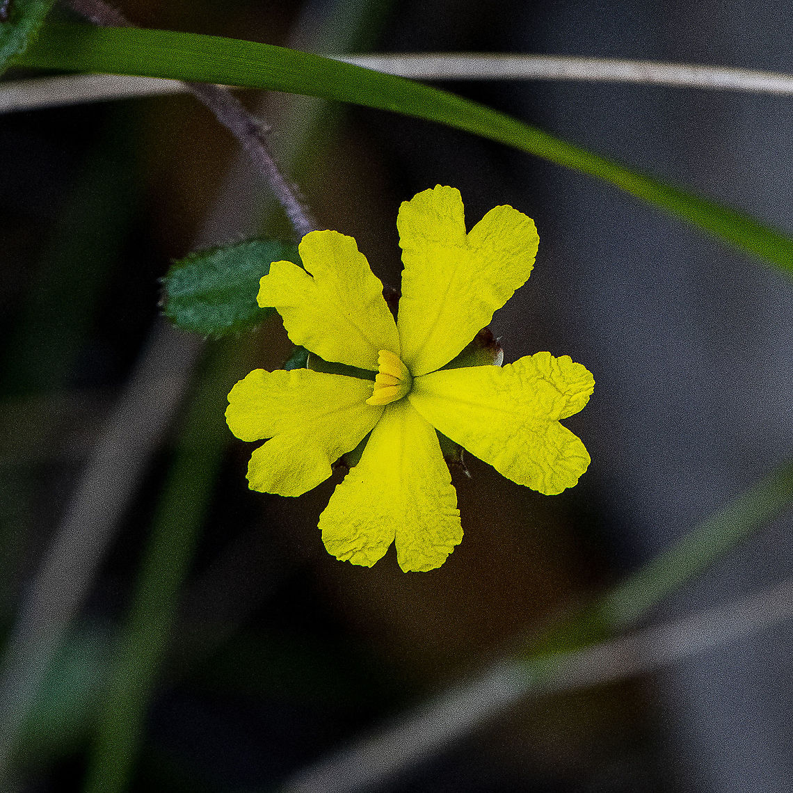 Brown Guinea Flower - Hibbertia Rufa  Australia,Brown guinea flower,Geotagged,Hibbertia rufa,Spring